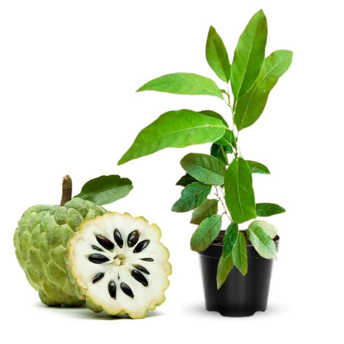 Sugar Apple Tree Plant - 8-10 inches Tall in Half-Gallon Pot, Delicious Tropical Fruit for Zones 9-11, No CA