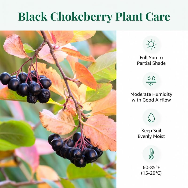Set 2 Black Chokeberry Plant Seedlings, 2-3 Years Old Aronia Berry Bare Roots 12-18 Inches, Hardy Outdoor Berry Plant