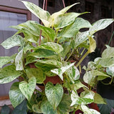 Variegated Green Yellow Pothos Live Plant, 4-6" Tall Hanging Houseplant, Pothos Plant for Indoor Outdoors Garden, Live Houseplants Without Pot
