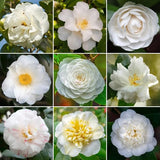 Live White Camellia Plant in 4" Pot, Camellia Japonica 1 Year Old Seedling Outdoor Growing