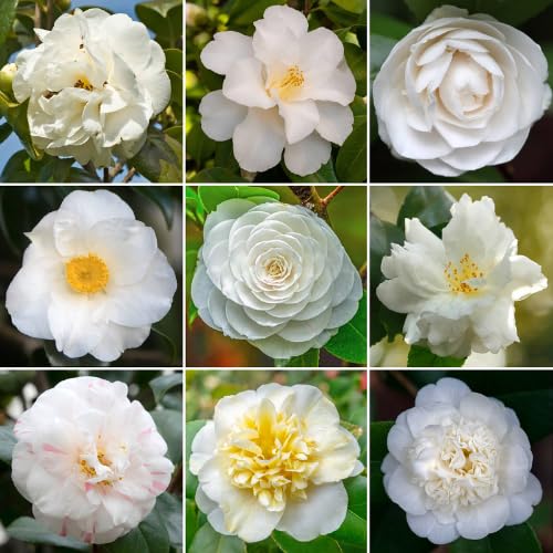Live White Camellia Plant in 4" Pot, Camellia Japonica 1 Year Old Seedling Outdoor Growing