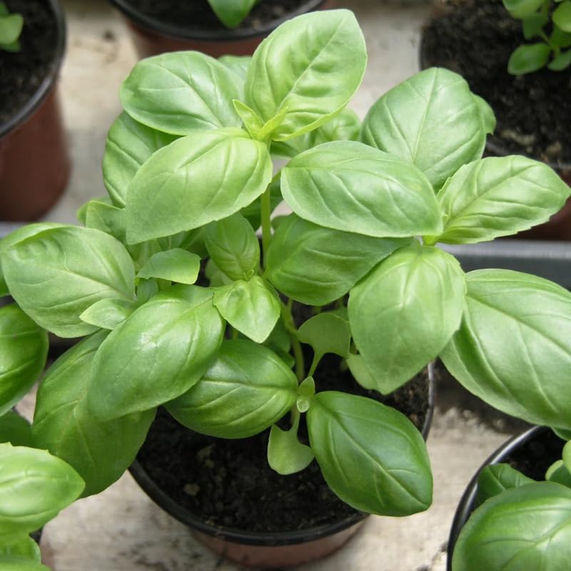 Sweet Basil Herb Plant Live, 6 Inch Tall, in 3" Pot, Fresh Culinary Herb for Indoor or Outdoor Growing