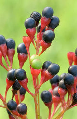 2 Sassafras Trees Live Plants, Herb Plant Live, 6-12" Tall in Pot, Planting Outside, Common Sassafras Seedling Trees Well-Rooted, Cold Hardy, No CA