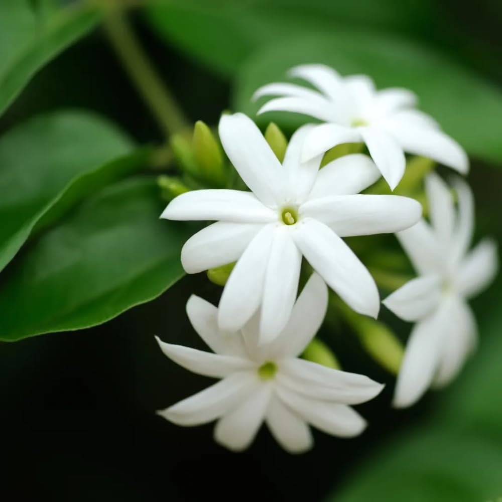 White Jasmine Plant, Fragrant Jasmine Flower Vine 4-8 Inches Well Rooted for Container, Hanging Basket Growing