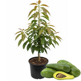 Long Avocado Tree Live Plant, Cold Hardy Avocado Grafted Tree 3 Feet Tall, Tropical Avocado Tree