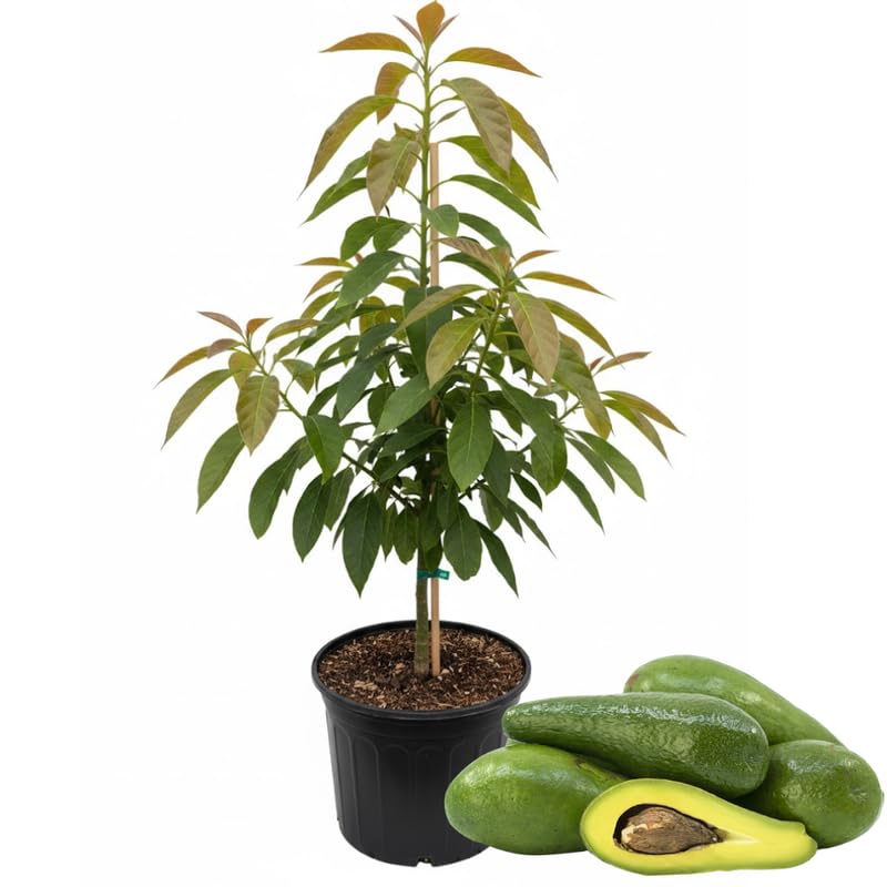 Long Avocado Tree Live Plant, Cold Hardy Avocado Grafted Tree 3 Feet Tall, Tropical Avocado Tree