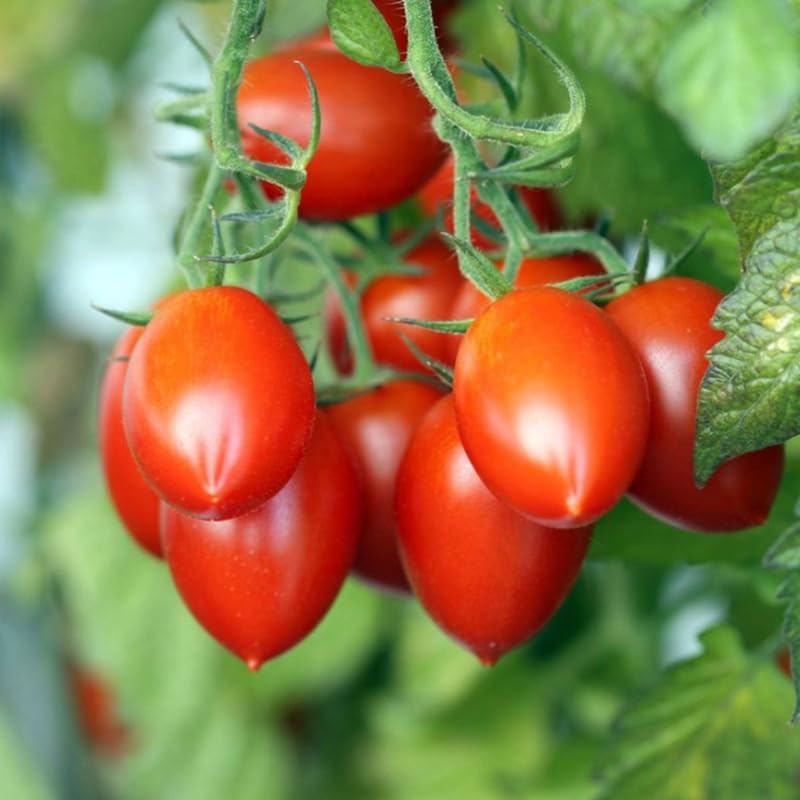 Lot 4 Tomato Plants Live for Planting Outdoors, Large and Juicy Tomatoes, Well Rooted, 6 to 8 Inch - Plum Tomato