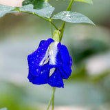 Butterfly Pea Plant in 4 Inch Pot, Blue Butterfly Pea Vine Plant Live, Outdoor Growing