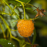 1 Fall Gold Raspberry Plant Live for Planting, 20-30 Inch Tall, Fall Raspberry Bushes Live Plants, Sweet Raspberry Fruit Trees
