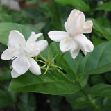 Live Arabian Jasmine Plant, Well Rooted Jasmine Vine in Gallon Pot, Extremely Fragrant, Hardy, Indoor Outdoor Planting