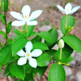 2 Jasmine Plants Live, Random Jasmine Tree Live Plant Plugs Size, Fragrant White Flower, 2-3 Inches in Tall, No Pot, Fast-Growing