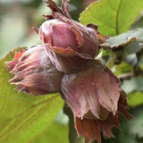 8 Months Old Hazelnut Trees Live Plants, Well-Rooted in 4" Pot, Hazelnut Trees for Planting, Dormant, No Leaf in Winter