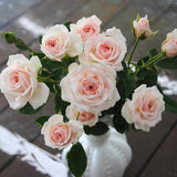 Light Pink Mini Rose Plant Live, Miniature Rose Bush in 3" Pot, Indoor Outdoor Flowering Plant, Compact Live Rose for Gifts and Gardens