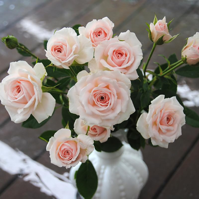 Light Pink Mini Rose Plant Live, Miniature Rose Bush in 3" Pot, Indoor Outdoor Flowering Plant, Compact Live Rose for Gifts and Gardens