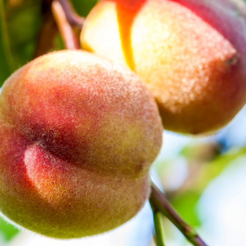 Red Peach Tree Live Plant Dormant and Bare Root, 6-12 Inc in Tall, Cold Hardy, Well-Rooted for Planting, No CA