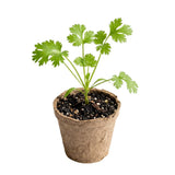 Live Cilantro Plant in 3.5 Inch Pot, Green Cilantro Herb Plant, Culinary Herb for Indoor Herb Gardens and Outdoor Planting