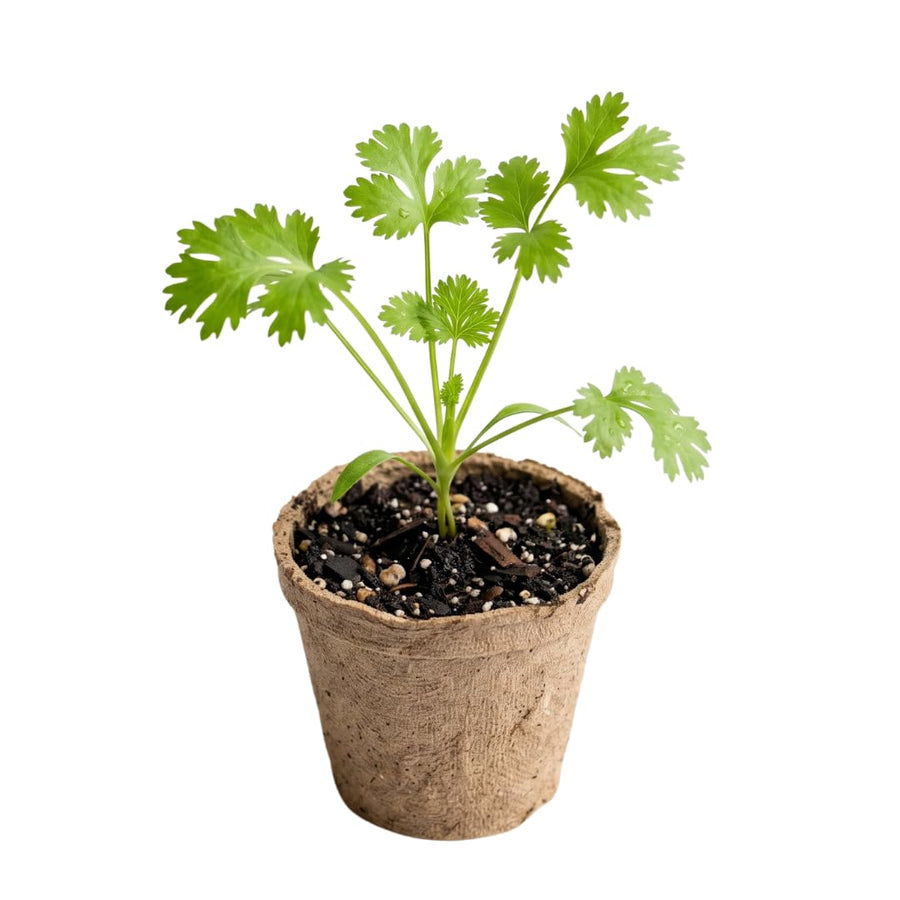 Live Cilantro Plant in 3.5 Inch Pot, Green Cilantro Herb Plant, Culinary Herb for Indoor Herb Gardens and Outdoor Planting