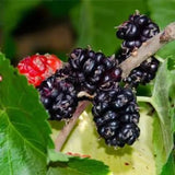 Black Beauty Mulberry Plant Live 2-3 Feet Tall, Black Mulberry Fruit Tree Live Plant, Sweet Mulberries Tree