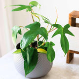 2 Philodendron Live Plant 5-9" Tall, Rare Tropical Indoor Houseplant Home Garden