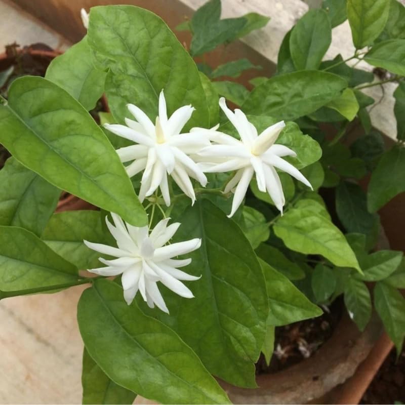 Tropical Double Jasmine Plant Live, Arabian Jasmine Flowering Vine Plant 4-9 Inch, Climbing Jasmines Well Rooted Houseplant Indoor Outdoor