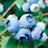 2 Blueberry Plant Live 1 Year Old, Sweet Blueberry Bush Live Plant, Blueberry Tree Live, Blueberries Shrub (Earliblue Blueberry Plants)
