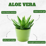 Aloe Vera Plant, Aloe Vera Small Live Plant, Succulent Houseplants 4 Inches Pot for Growing