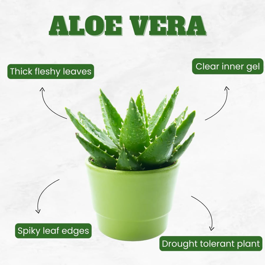 Aloe Vera Plant, Aloe Vera Small Live Plant, Succulent Houseplants 4 Inches Pot for Growing