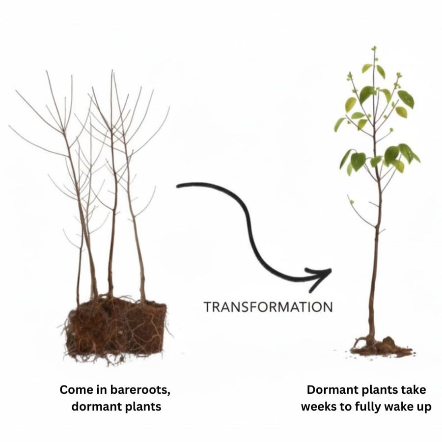 2Pcs Black Cherry Trees Live Plants for Planting, Sweet Cherry Plants Live Fruits Trees, 12-18 Inch Tall, Cherry Seedlings Small White Flowers, Bareroots Dormant No Leaves