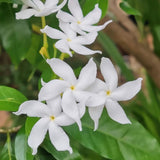 Set 2 Pinwheel Jasmine Plants Live, Jasmine Starter Plugs 3-5 Inches, Fragrant Jasmines Trailing Vine for Garden or Container