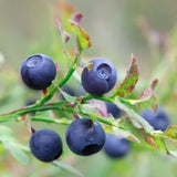 Huckleberry Plant Live in 4'' Pot, Sweet Black Huckleberry Bushes Live Plants 4-7 Inches, Outdoor Planting