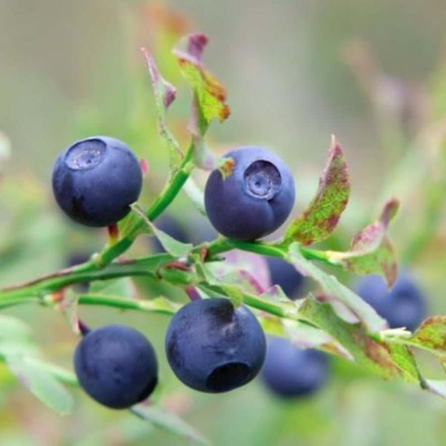 Huckleberry Plant Live in 4'' Pot, Sweet Black Huckleberry Bushes Live Plants 4-7 Inches, Outdoor Planting