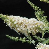 Butterfly Bush Plant for Planting, Size 5 to 7 Inch Tall Plant, Without Pot, Butterfly Bushes Plants (Dark Pink Flowers)