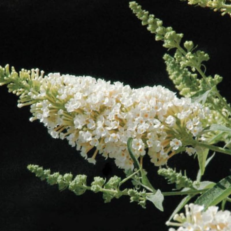 Butterfly Bush Plant for Planting, Size 5 to 7 Inch Tall Plant, Without Pot, Butterfly Bushes Plants (Dark Pink Flowers)