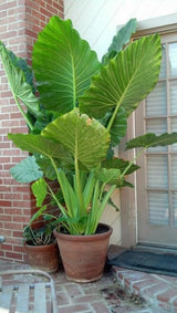 Giant Green Colocasia Plants, 3-6" Elephant Ear Esculenta Taro Alocasia Live Plant for Outdoor Planting, Alocasia Plants Bare Root, No Pot, Live Colocasia Houseplant
