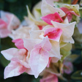 2 Pink White Jasmine Plants Live, Blooming Jasmine Live Plants from 3 Inches Tall, Live Snow Jasmine Plants Well Rooted