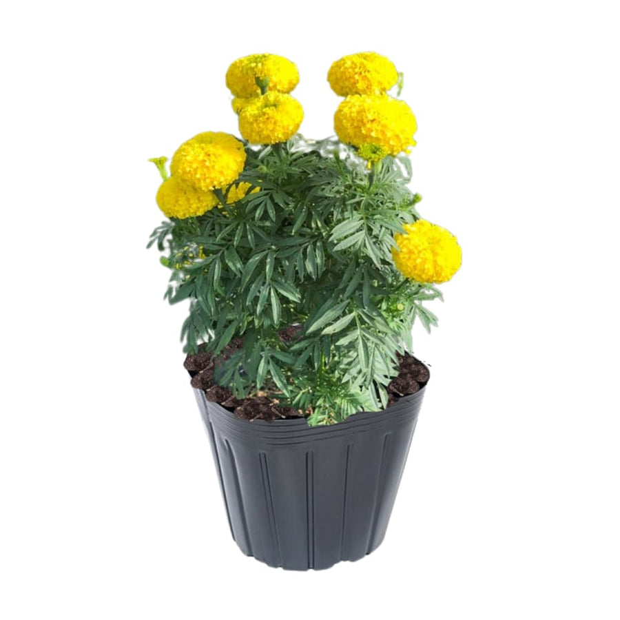 Live Marigold Plant for Outside, Yellow Marigold Live Plants Pot 4'' Perennial Blooming