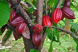 8" Cacao Tree Plant Live, High Yield Theobroma Cocoa Chocolate Trees Live Plants for Growing in Half Gallon Pot, No CA
