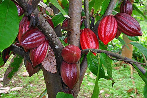 8" Cacao Tree Plant Live, High Yield Theobroma Cocoa Chocolate Trees Live Plants for Growing in Half Gallon Pot, No CA