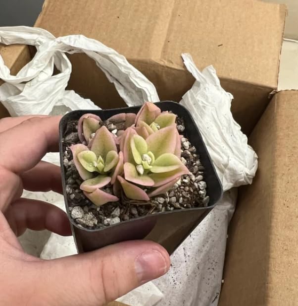 Variegated Baby Sun Rose Plant, Ice Plant in 2'' Pot, Live Succulent Groundcover Plants, Easy-Care Indoor or Outdoor Plants