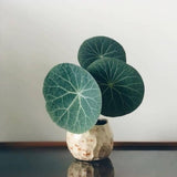 Starter 2-2.5" Stephania Cephalantha Plant Bulb, Various Size Caudex, Rare Succulent with No Hair Roots, Home Decor, Houseplant, Cold Hardy (4 to 5 Cm Caudex)