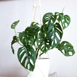 2 Swiss Cheese Monstera Live Plants, Indoor Houseplant, Home Plant Ready to Grow 4-6 Inches