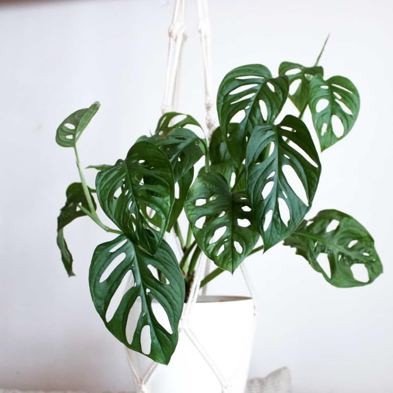 2 Swiss Cheese Monstera Live Plants, Indoor Houseplant, Home Plant Ready to Grow 4-6 Inches
