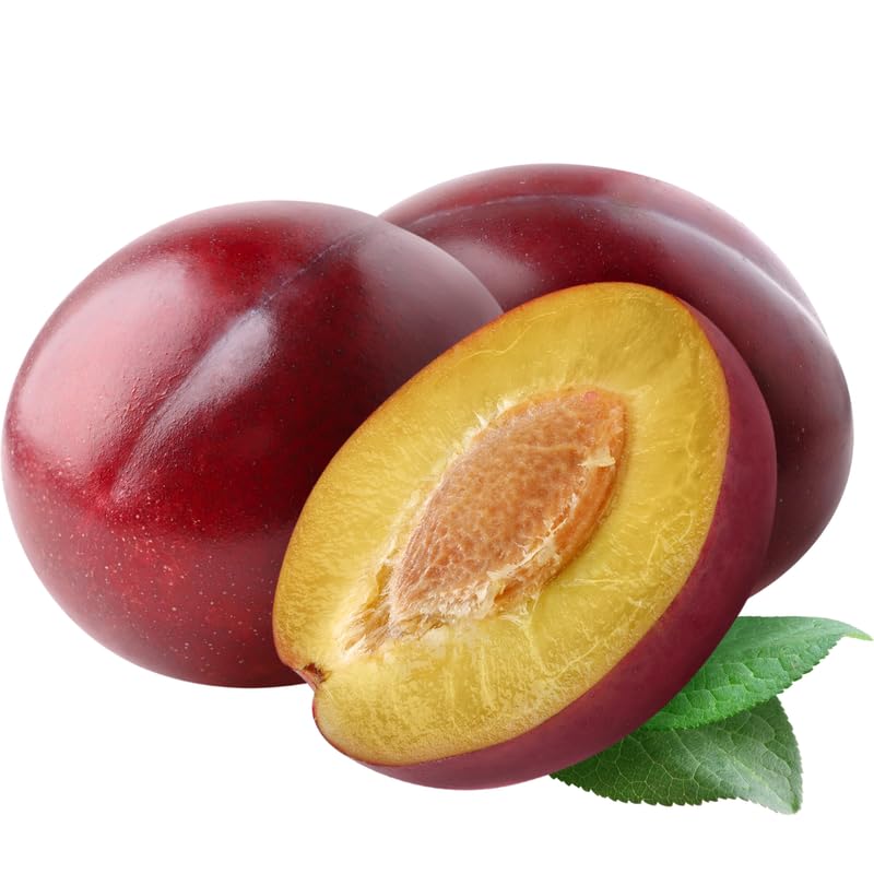 Wild Plum Tree Live Plant 12–24 Inches Tall, Plum Fruit Tree for Outdoor Garden or Backyard Growing, Cold Hardy