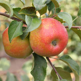 Large Fruit Apple Tree 2–3 Ft Tall, Fruit Apple Tree Plant for Outdoor Garden, Sweet Crisp Apples for Backyard Orchard or Home Garden Growing