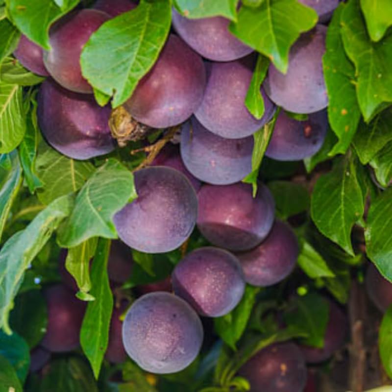 1 Year Old Plum Tree Live Plant for Planting, 12"-18" in Height, Plum Tree for Spring Gardening, Winter Hardy, Dormant Bare Root