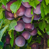 1-2 Feet Plum Tree Live Plant for Planting, No Pot Plum Tree Sweet Fruit, Cold Hardy, Dormant in Winter, Spring Planting