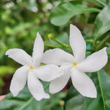 Set 2 Pinwheel Jasmine Plants Live, Jasmine Starter Plugs 3-5 Inches, Fragrant Jasmines Trailing Vine for Garden or Container