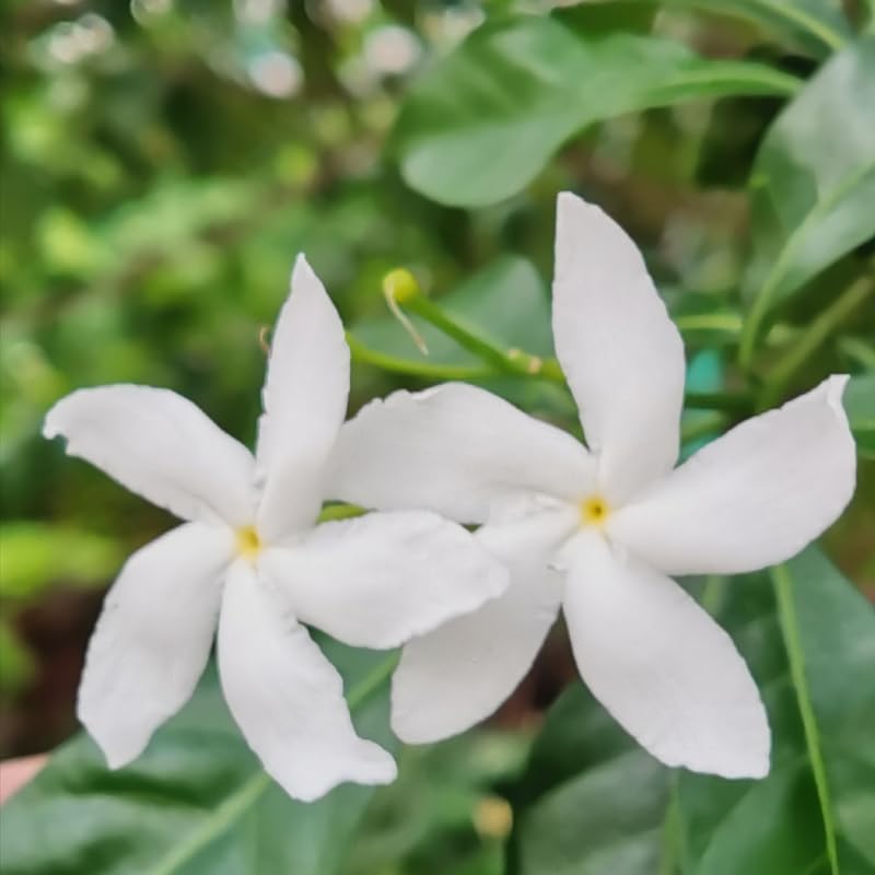 Set 2 Pinwheel Jasmine Plants Live, Jasmine Starter Plugs 3-5 Inches, Fragrant Jasmines Trailing Vine for Garden or Container