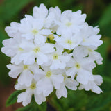 2 White Verbena Plants Live for Planting, Colorful Blooming Flower Plant, Verbena Live Plants, 5 to 7 Inc Tall
