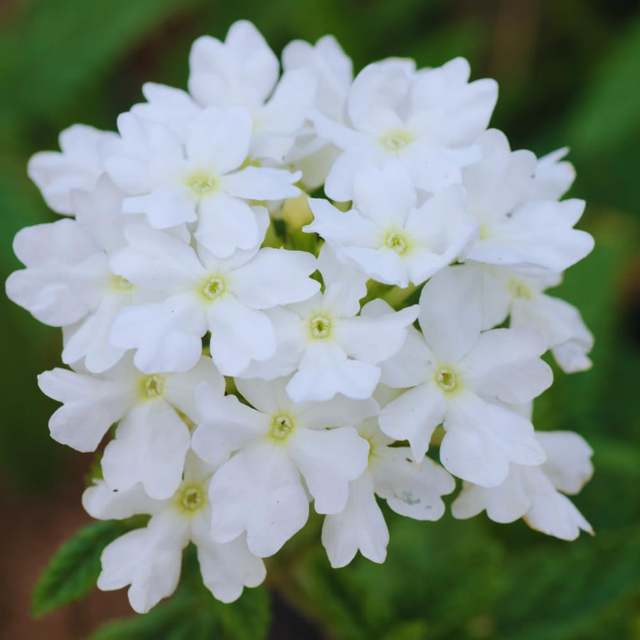 2 White Verbena Plants Live for Planting, Colorful Blooming Flower Plant, Verbena Live Plants, 5 to 7 Inc Tall